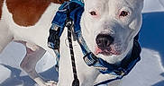 Magnus is registered to the contest to win money with this photo: dog, snow, leash, harness, white, brown, outdoor, pet, animal, winter, cold, standing, ears, canine, sunlight, shadow, fur, playful, walking, nature