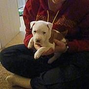 Magnus is registered to the contest to win money with this photo: person, puppy, dog, indoor, carpet, glasses, hoodie, sitting, cross_legged, holding, brown, white, cute, pet, home, casual, young_adult, floor, carpeted_floor, relaxed