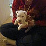 Magnus is registered to the contest to win money with this photo: person, puppy, dog, indoor, carpet, glasses, hoodie, sitting, cross_legged, holding, brown, white, cute, pet, home, casual, young_adult, floor, carpeted_floor, relaxed