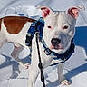 dog, snow, leash, harness, white_dog, brown_patch, outdoor, animal, pet, walking, winter, cold, sunlight, shadow, canine, standing, fur, ears, nose, paws