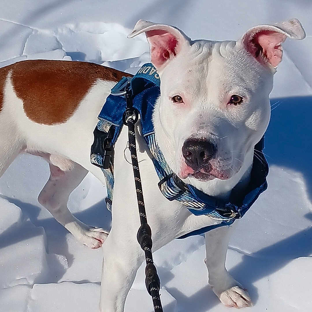 Magnus joined the competition — help win amazing prizes! dog, snow, leash, harness, white_dog, brown_patch, outdoor, animal, pet, walking, winter, cold, sunlight, shadow, canine, standing, fur, ears, nose, paws