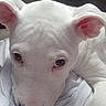 Magnus is registered to the contest to win money with this photo: puppy, dog, white_dog, close_up, pet, resting, blanket, fabric, ears, cute, animal, indoors, soft_texture, calm, looking_up, young_dog, canine, fur, head, face