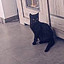 black_cat, cat, animal, pet, floor, tile_floor, wooden_cabinet, furniture, indoor, curious, sitting, side_view, domestic_cat, feline, home, quiet, calm, whiskers, tail, ears