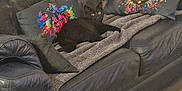 Black a rejoint le concours — aidez-le/la à gagner de superbes lots ! black_cat, sofa, cushion, blanket, indoor, furniture, pet, animal, leather_sofa, colorful_art, cat_face_art, relaxing, home, cozy, domestic_cat, floor_tiles, living_room, resting, cute, eyes