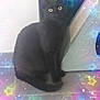 cat, black_cat, scratching_post, floor, indoor, pet, animal, sitting, stars, colorful, glowing, magic, whimsical, cute, feline, eye_contact, quiet, calm, decor, home