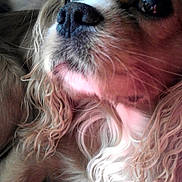 Caramel a rejoint le concours — aidez-le/la à gagner de superbes lots ! dog, close_up, pet, fur, nose, wavy_fur, animal, domestic_animal, resting, blanket, striped, cozy, portrait, brown_fur, white_fur, whiskers, indoor, canine, cute, looking_away