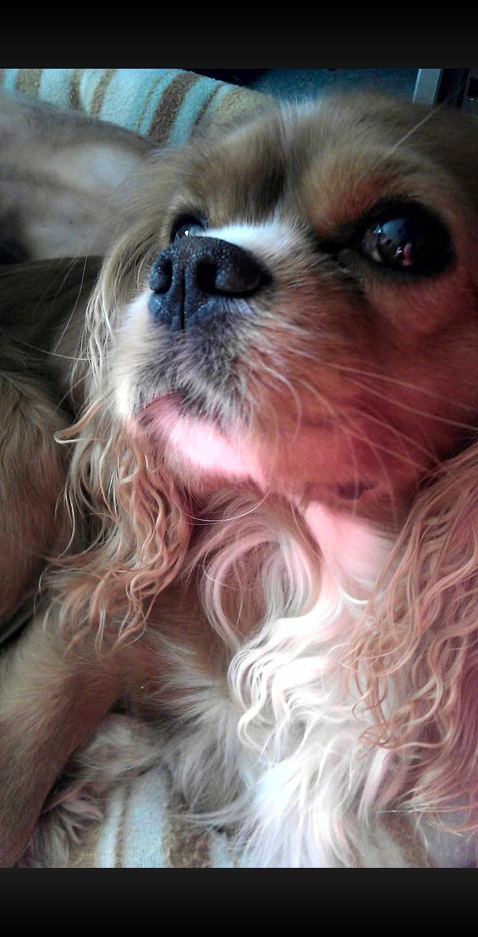 Caramel
