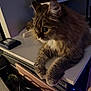 cat, tabby_cat, fluffy, indoor, desk, furniture, pet, whiskers, curious, closeup, animal, mammal, relaxing, fur, domestic_animal, table, gadget, soft_lighting, side_view, looking_away