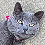 Mog is registered to the contest to win money with this photo: cat, gray_cat, close_up, pet, animal, feline, collar, pink_tag, yellow_eyes, whiskers, fur, lying_down, texture, outdoor, portrait, face, ears, nose, cute, calm