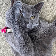 Mog is registered to the contest to win money with this photo: cat, gray_cat, pet, feline, paw, collar, pink_collar, fur, whiskers, yellow_eyes, playful, cute, closeup, animal, domestic_animal, lying_down, texture, soft, indoor, mystery