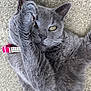 cat, gray_cat, pet, feline, paw, collar, pink_collar, fur, whiskers, yellow_eyes, playful, cute, closeup, animal, domestic_animal, lying_down, texture, soft, indoor, mystery