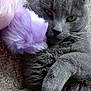 Mog joined the competition — help win amazing prizes! cat, gray_cat, feline, pet, animal, plush_toy, purple_toy, pink_toy, carpet, indoor, cute, relaxed, sleepy, close_up, fur, whiskers, paw, laying_down, cozy, soft_texture