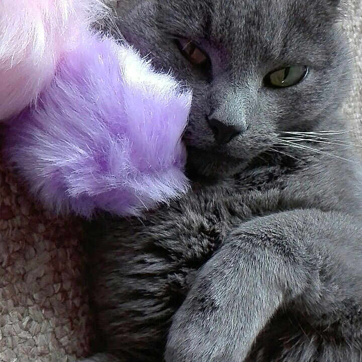Mog joined the competition — help win amazing prizes! animal, carpet, cat, close_up, cozy, cute, feline, fur, gray_cat, indoor, laying_down, paw, pet, pink_toy, plush_toy, purple_toy, relaxed, sleepy, soft_texture, whiskers