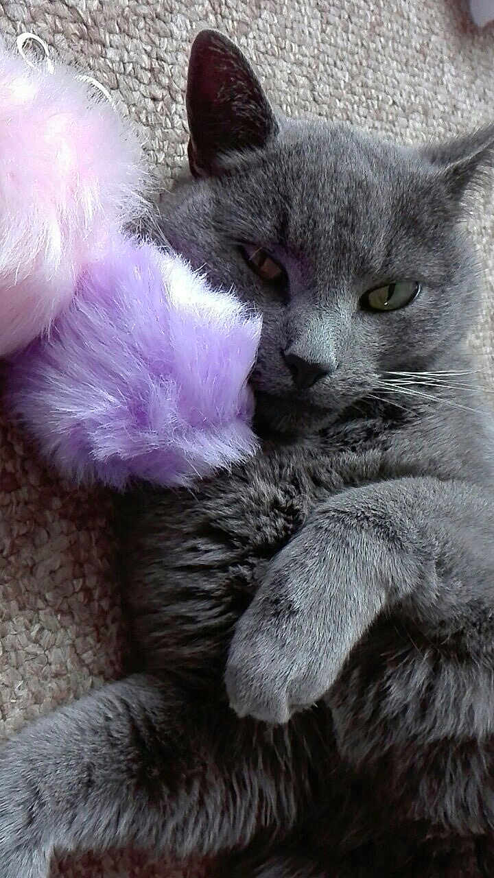 Mog joined the competition — help win amazing prizes! cat, gray_cat, feline, pet, animal, plush_toy, purple_toy, pink_toy, carpet, indoor, cute, relaxed, sleepy, close_up, fur, whiskers, paw, laying_down, cozy, soft_texture