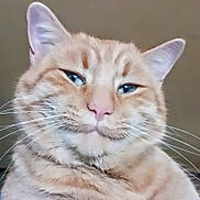 Sunnyboy joined the competition — help win amazing prizes! animal, blue_eyes, cat, close_up, cute, domestic_cat, ears, expression, face, feline, fur, indoor, looking, neutral_background, nose, orange_tabby, pet, portrait, soft_light, whiskers