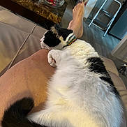 Tobby is registered to the contest to win money with this photo: cat, black_and_white, sleeping, collar, leg, sofa, indoor, home, table, sunflower, glass_bowl, flooring, ladder, human_leg, toes, relaxation, pet, fur, domestic_animal, comfortable