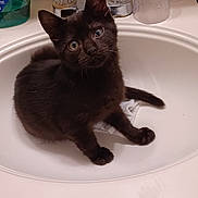 Clifford joined the competition — help win amazing prizes! kitten, black_cat, sink, bathroom, pet, curious, faucet, toiletries, domestic_animal, young_cat, whiskers, cute, small_animal, indoor, household, fur, animal, mammal, one_eye, sitting