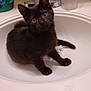 kitten, black_cat, sink, bathroom, pet, curious, faucet, toiletries, domestic_animal, young_cat, whiskers, cute, small_animal, indoor, household, fur, animal, mammal, one_eye, sitting