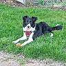 Tsuki a rejoint le concours — aidez-le/la à gagner de superbes lots ! alert, backyard, black_and_white, border_collie, chainlink_fence, dog, ears_up, grass, gravel_path, greenery, harness, lying_down, mammal, outdoors, paws, pet, playful, tennis_ball, tongue_out, toy