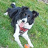 backyard, black_and_white, border_collie, chain_link_fence, dog, eyes, fur, grass, harness, lying_down, nose, orange_ball, outdoors, paws, pet, playful, portrait, smiling, summer, tongue_out