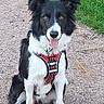 Tsuki a rejoint le concours — aidez-le/la à gagner de superbes lots ! attentive, black_and_white, border_collie, brown_eyes, canine, closeup, collar, dog, fur, grass, gravel, harness, outdoor, paws, perky_ears, pet, playful, portrait, sitting, tongue_out