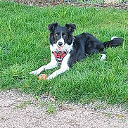 Tsuki participe au concours pour gagner de l'argent avec cette photo : black_and_white, border_collie, brown_eyes, canine, chainlink_fence, dog, ears_up, fur, garden, grass, gravel_path, harness, lying_down, orange_ball, outdoor, paw, pet, playful, tongue_out, yard