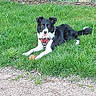 black_and_white, border_collie, brown_eyes, canine, chainlink_fence, dog, ears_up, fur, garden, grass, gravel_path, harness, lying_down, orange_ball, outdoor, paw, pet, playful, tongue_out, yard