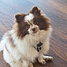 adorable, animal, brown_and_white, collar, companion, cute, cute_pet, dog, domestic, ears, fluffy, friendly, fur, indoor, leash, looking_up, pet, sitting, small_dog, wooden_floor