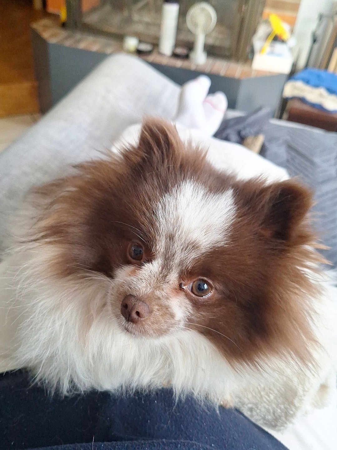 Kira a rejoint le concours — aidez-le/la à gagner de superbes lots ! dog, brown, white, fluffy, pet, animal, cute, indoor, resting, closeup, face, fur, eyes, canine, companion, home, cozy, relaxed, portrait, cute_pet