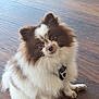 Kira a rejoint le concours — aidez-le/la à gagner de superbes lots ! dog, pomeranian, fluffy, brown_and_white, sitting, wooden_floor, leash, collar, pet, cute, indoor, small_dog, fur, animal, domestic_animal, looking_up, head_tilt, companion, friendly, adorable