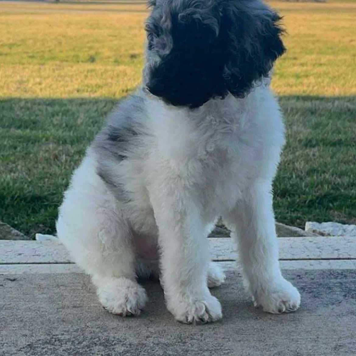 Tucker joined the competition — help win amazing prizes! animal, background, black_and_white, calm, concrete, cute, daylight, dog, farmhouse, fluffy, grass, nature, outdoor, pet, portrait, puppy, rural, side_view, sitting, young