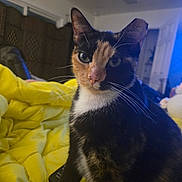 Kaylee joined the competition — help win amazing prizes! cat, calico, pet, indoor, yellow_blanket, fur, whiskers, face, animal, domestic_cat, curious, close_up, sitting, room, furniture, cozy, relaxing, portrait, eye_contact, soft_lighting