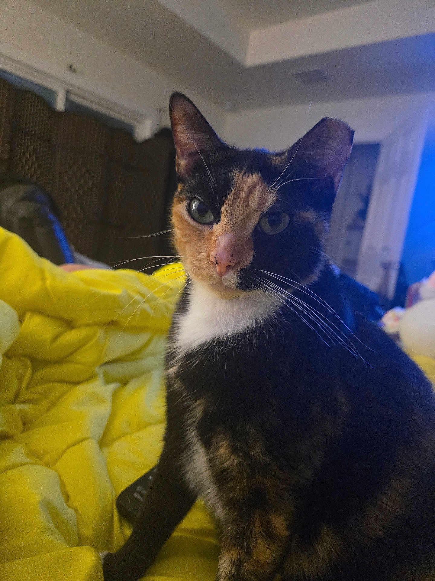 Kaylee joined the competition — help win amazing prizes! cat, calico, pet, indoor, yellow_blanket, fur, whiskers, face, animal, domestic_cat, curious, close_up, sitting, room, furniture, cozy, relaxing, portrait, eye_contact, soft_lighting