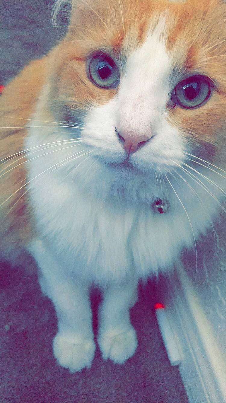 Miss Priss joined the competition — help win amazing prizes! art, carnivore, cat, domestic_short_haired_cat, felidae, fur, paw, rectangle, small_to_medium_sized_cats, whiskers, window