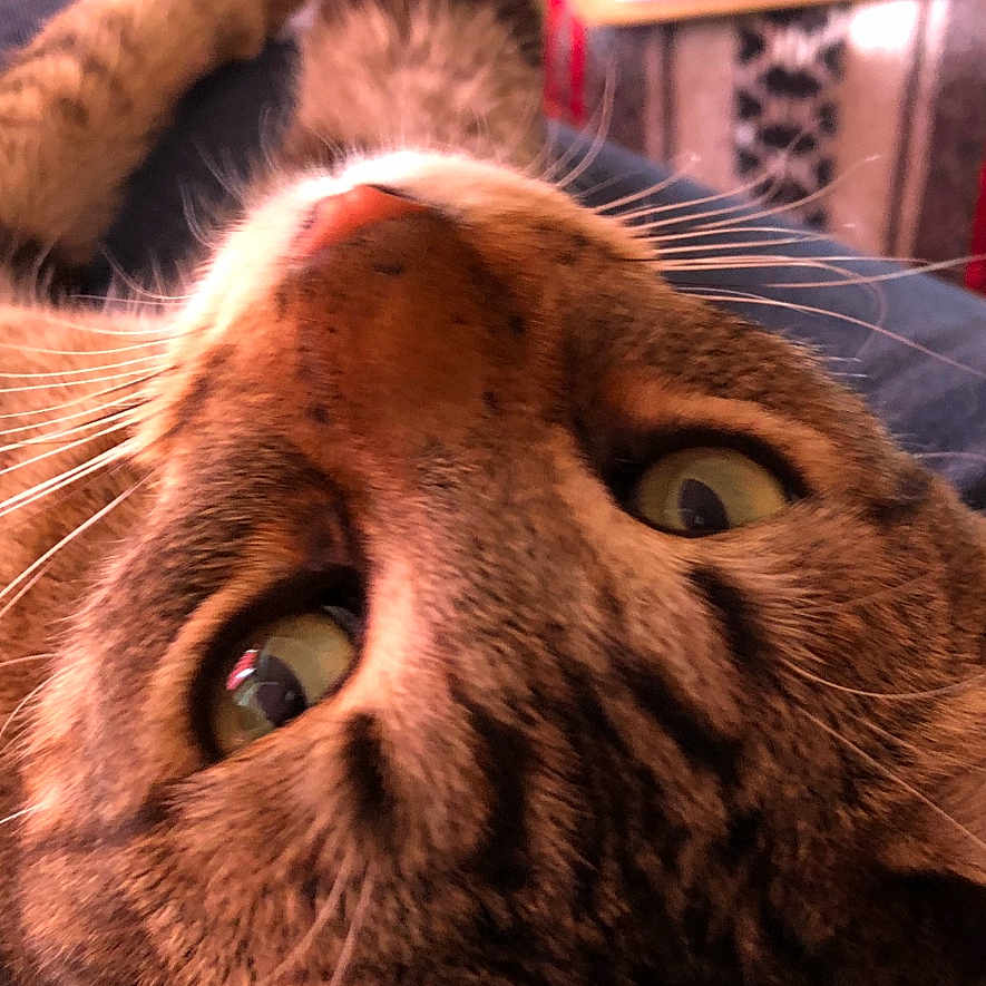 Oscar is registered to the contest to win money with this photo: animal, cat, close_up, cozy, curious, domestic_cat, ears, eyes, feline, fur, indoor, lying_down, mammal, nose, pet, portrait, relaxed, soft, tabby, whiskers