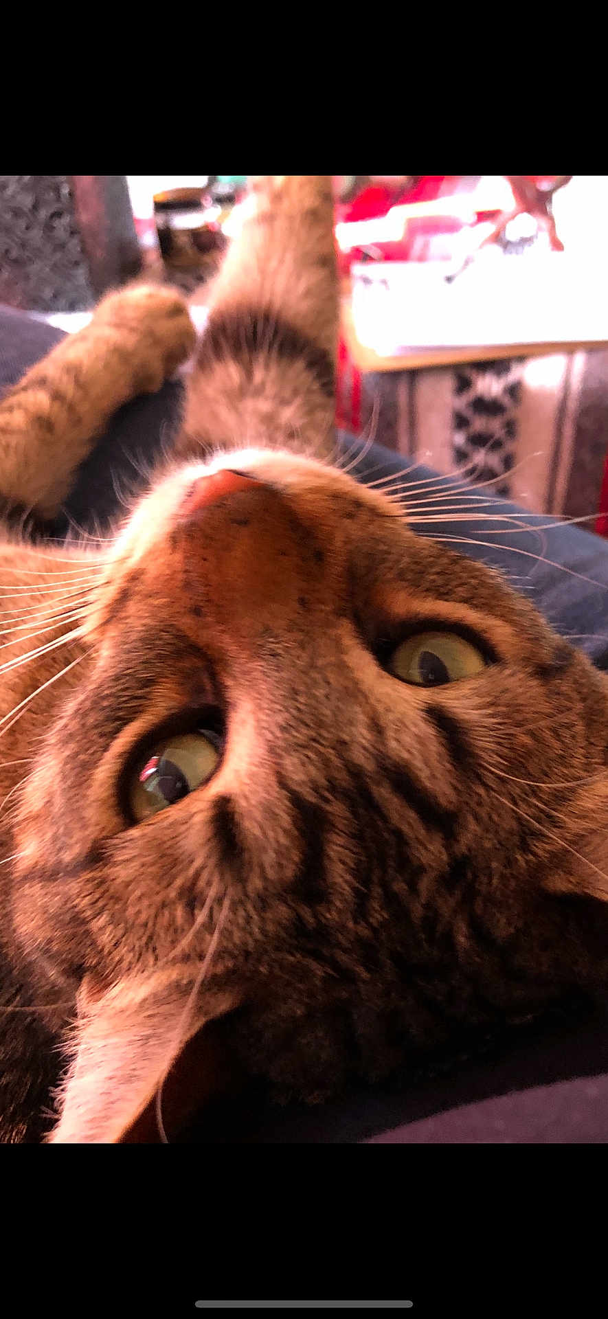 Oscar is registered to the contest to win money with this photo: cat, tabby, close_up, indoor, pet, whiskers, fur, eyes, relaxed, lying_down, curious, animal, mammal, portrait, feline, domestic_cat, nose, ears, soft, cozy
