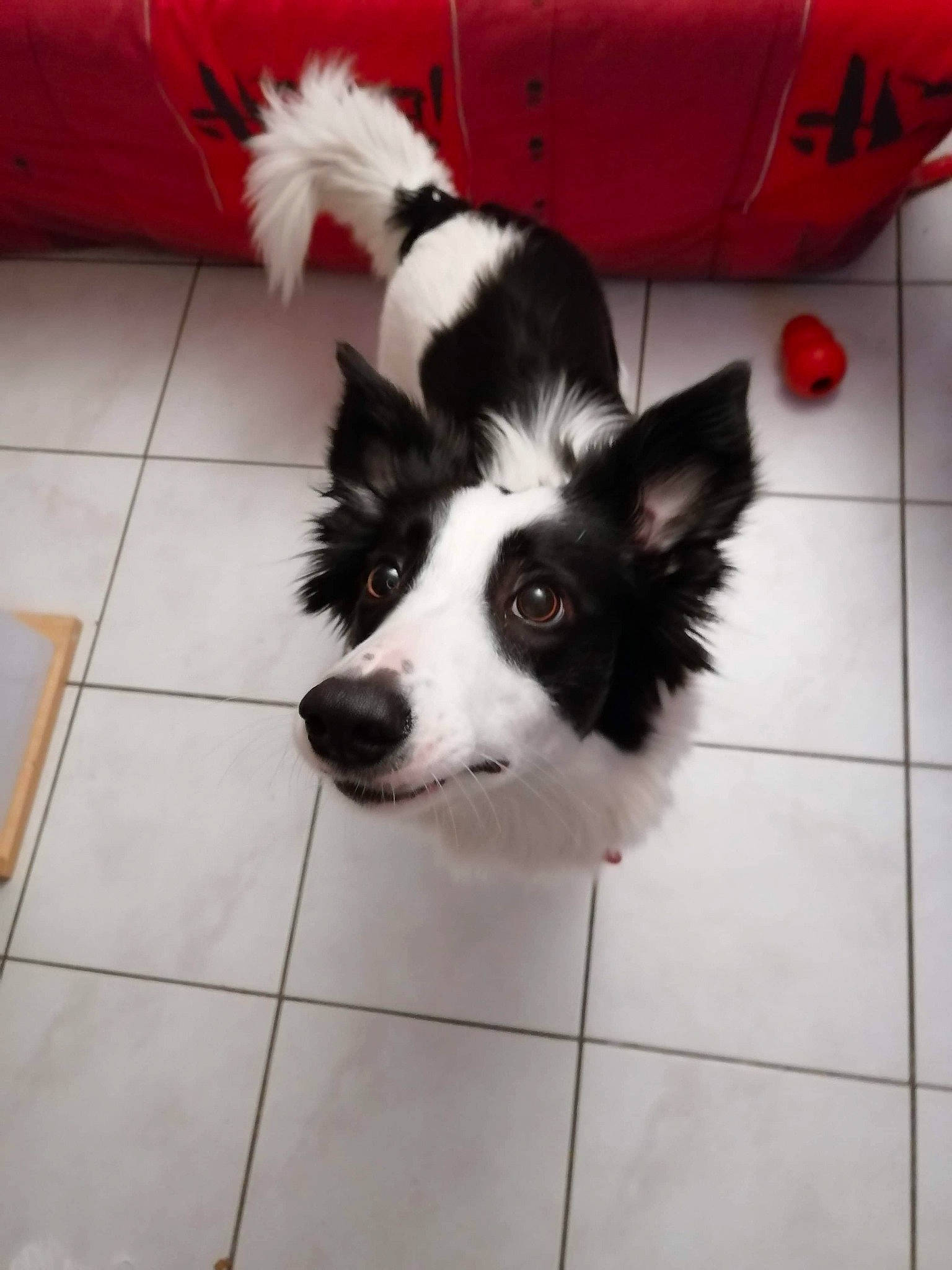 Ohana a rejoint le concours — aidez-le/la à gagner de superbes lots ! border_collie, canidae, carnivore, companion_dog, dog, dog_breed, ear, mammal, papillon, phalene, snout, sporting_group, vertebrate, working_dog