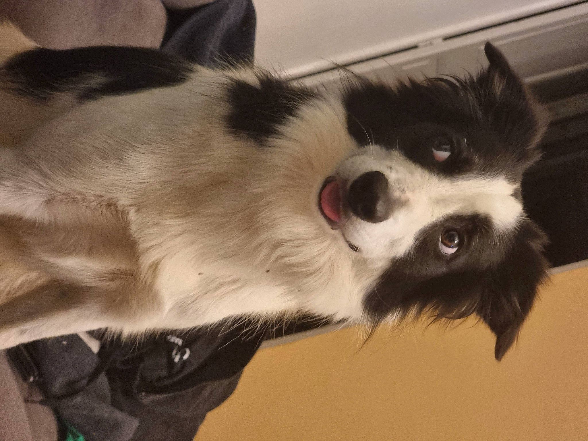 Ohana a rejoint le concours — aidez-le/la à gagner de superbes lots ! canidae, carnivore, companion_dog, dog, dog_breed, ear, eye, felidae, fur, jaw, non_sporting_group, paw, puppy, small_to_medium_sized_cats, snout, sporting_group, toy_dog, whiskers, wildlife, working_animal