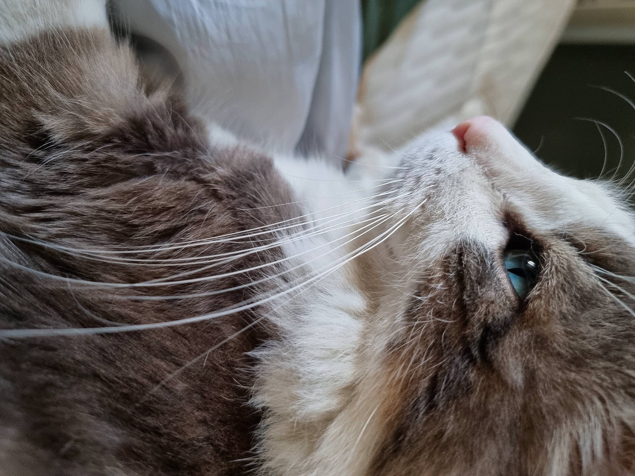 Révol a rejoint le concours — aidez-le/la à gagner de superbes lots ! carnivore, cat, claw, close_up, comfort, domestic_short_haired_cat, felidae, fur, nap, paw, small_to_medium_sized_cats, snout, tail, whiskers