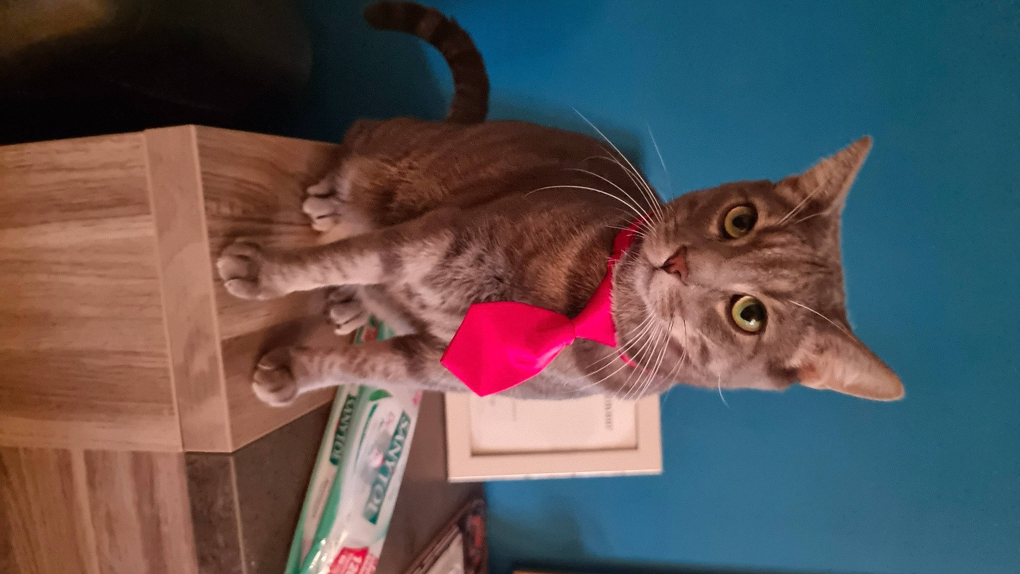 Stitch a rejoint le concours — aidez-le/la à gagner de superbes lots ! carnivore, cat, domestic_short_haired_cat, fawn, felidae, fur, paper, small_to_medium_sized_cats, tail, vertebrate, whiskers, wood