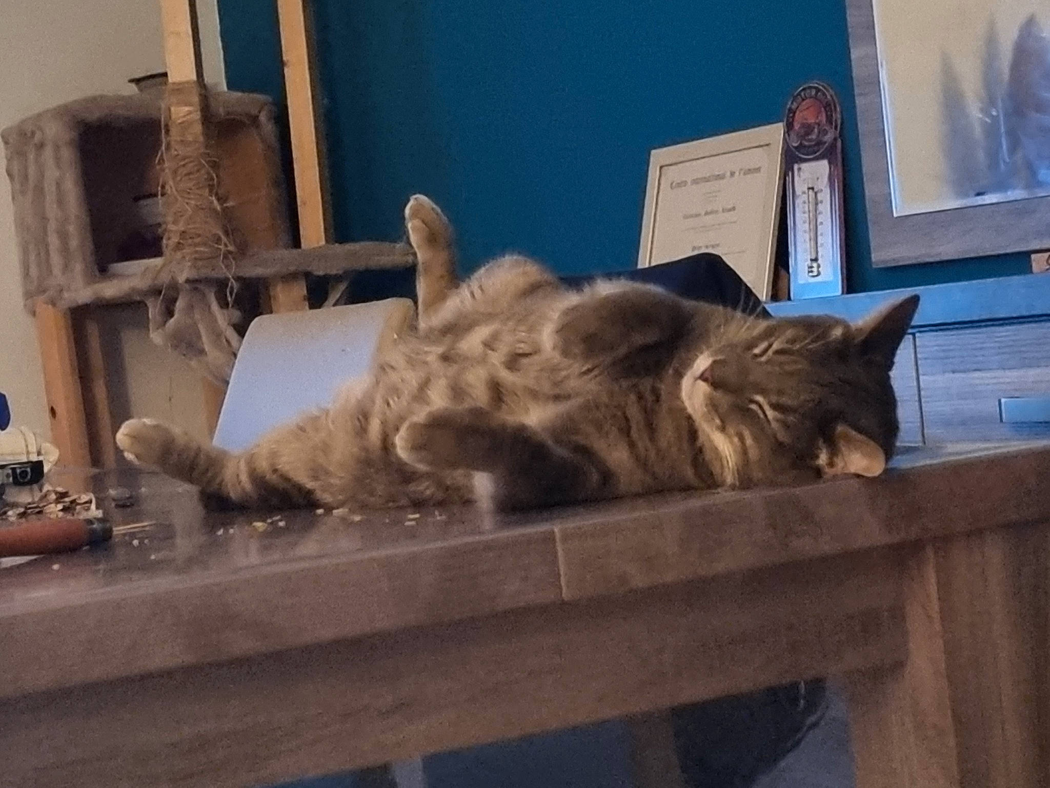 Stitch a rejoint le concours — aidez-le/la à gagner de superbes lots ! art, cat, comfort, domestic_short_haired_cat, felidae, fur, glass, metal, picture_frame, room, sculpture, small_to_medium_sized_cats, statue, tail, whiskers, wood