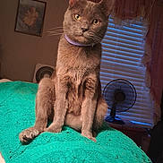 Tommy is registered to the contest to win money with this photo: cat, gray_cat, purple_collar, towel, indoor, window_blinds, fan, curtains, framed_picture, pet, feline, sitting, looking_at_camera, cozy_room, bedspread, domestic_animal, whiskers, ears, yellow_eyes, home_interior