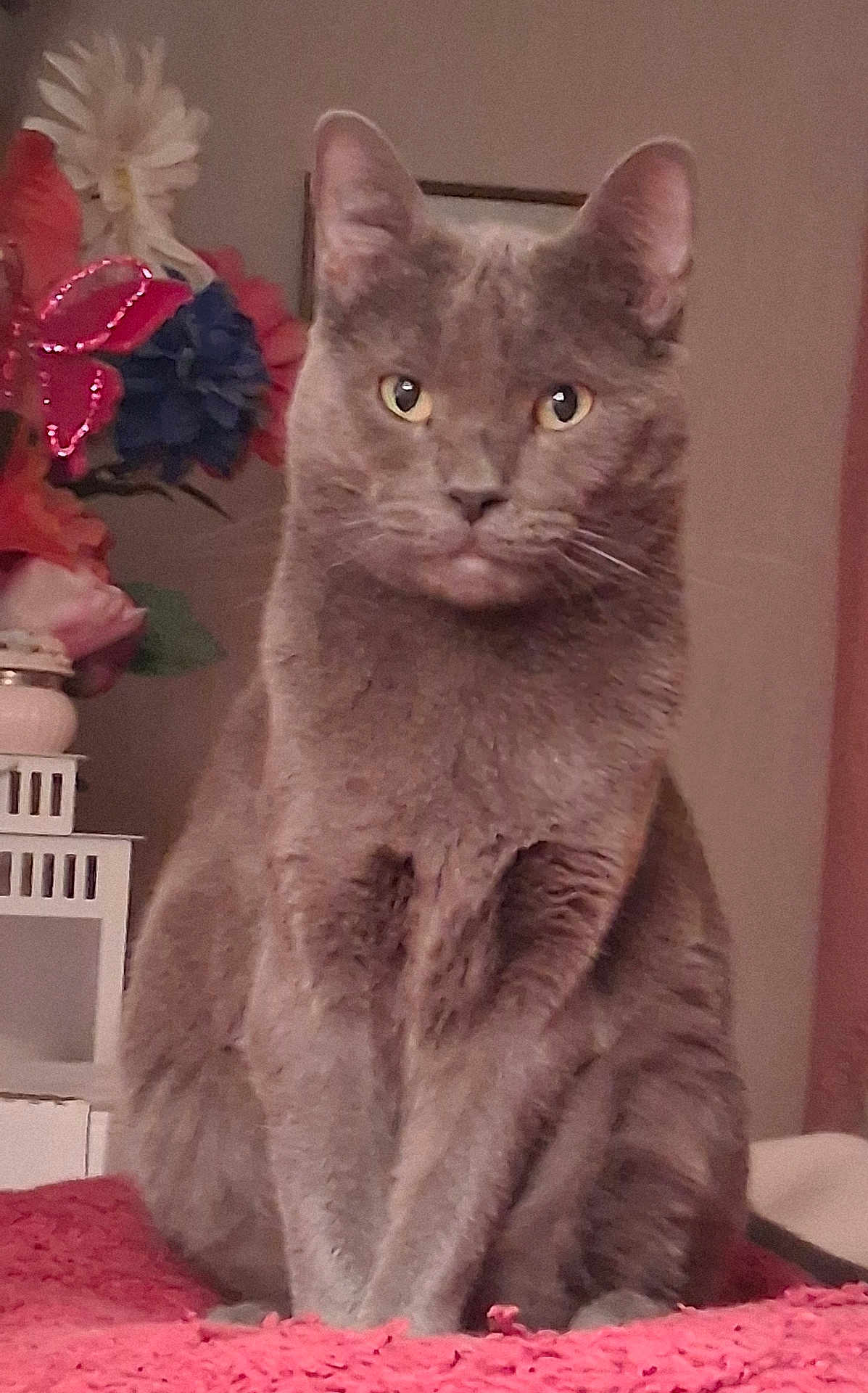 Tommy joined the competition — help win amazing prizes! cat, gray_cat, pet, indoor, sitting, blanket, red_blanket, flower_arrangement, decor, feline, animal, portrait, looking_at_camera, fur, whiskers, ears, eyes, table, home, cozy