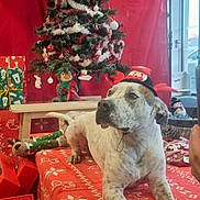 Bruno a rejoint le concours — aidez-le/la à gagner de superbes lots ! celebration, christmas, christmas_tree, decorations, dog, festive, greenery, holiday_hat, holiday_season, indoor, ornaments, pet, presents, red, red_bow, relaxed, stuffed_toy, tablecloth, white, winter