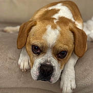 Peps participe au concours pour gagner de l'argent avec cette photo : dog, pet, canine, resting, close_up, brown_and_white, couch, indoor, animal, paw, face, ears, fur, cute, looking_at_camera, domestic_animal, mammal, laying_down, companion, relaxed