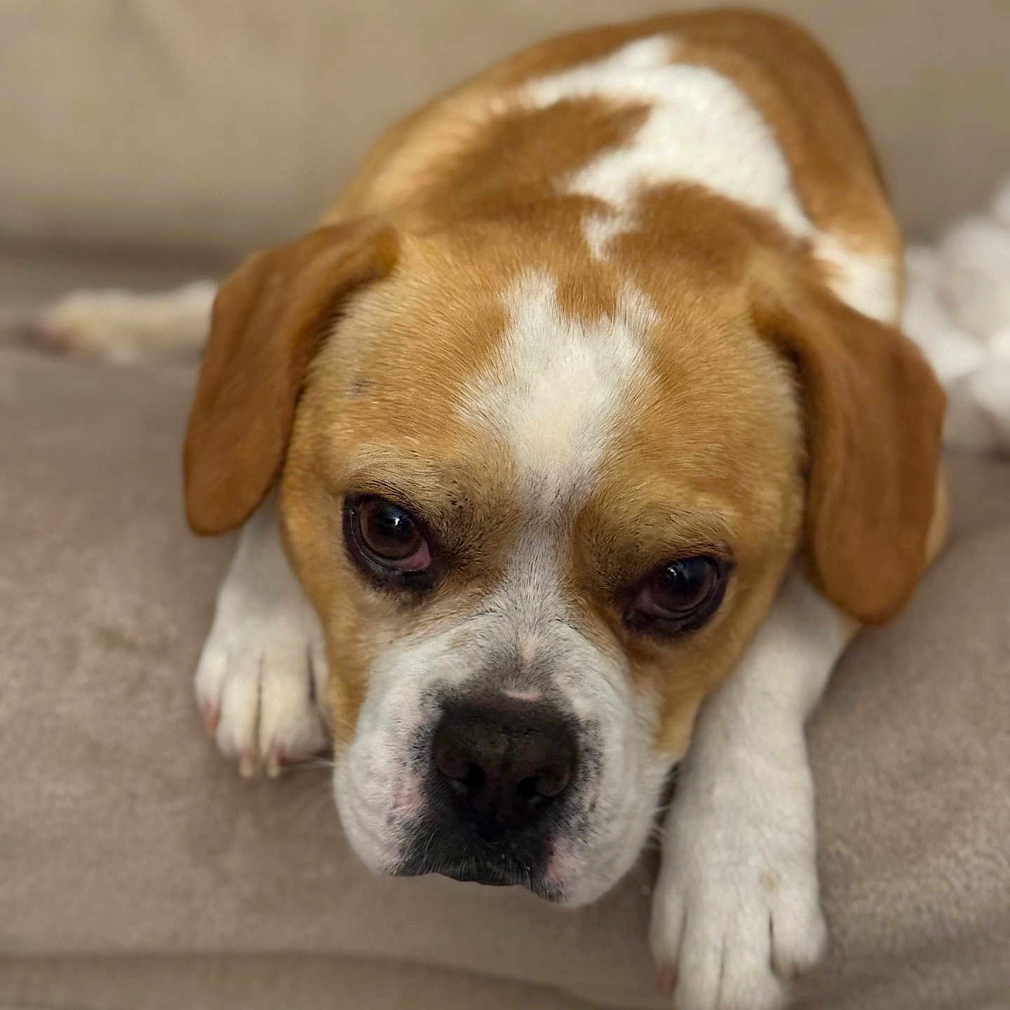 Peps participe au concours pour gagner de l'argent avec cette photo : animal, brown_and_white, canine, close_up, companion, couch, cute, dog, domestic_animal, ears, face, fur, indoor, laying_down, looking_at_camera, mammal, paw, pet, relaxed, resting