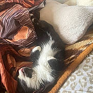 Aïna participe au concours pour gagner de l'argent avec cette photo : cat, black_and_white, sleeping, tongue_out, blanket, pillow, cozy, fur, pet, resting, indoor, cute, whiskers, soft, cute_pet, relaxed, animal, feline, home, comfort