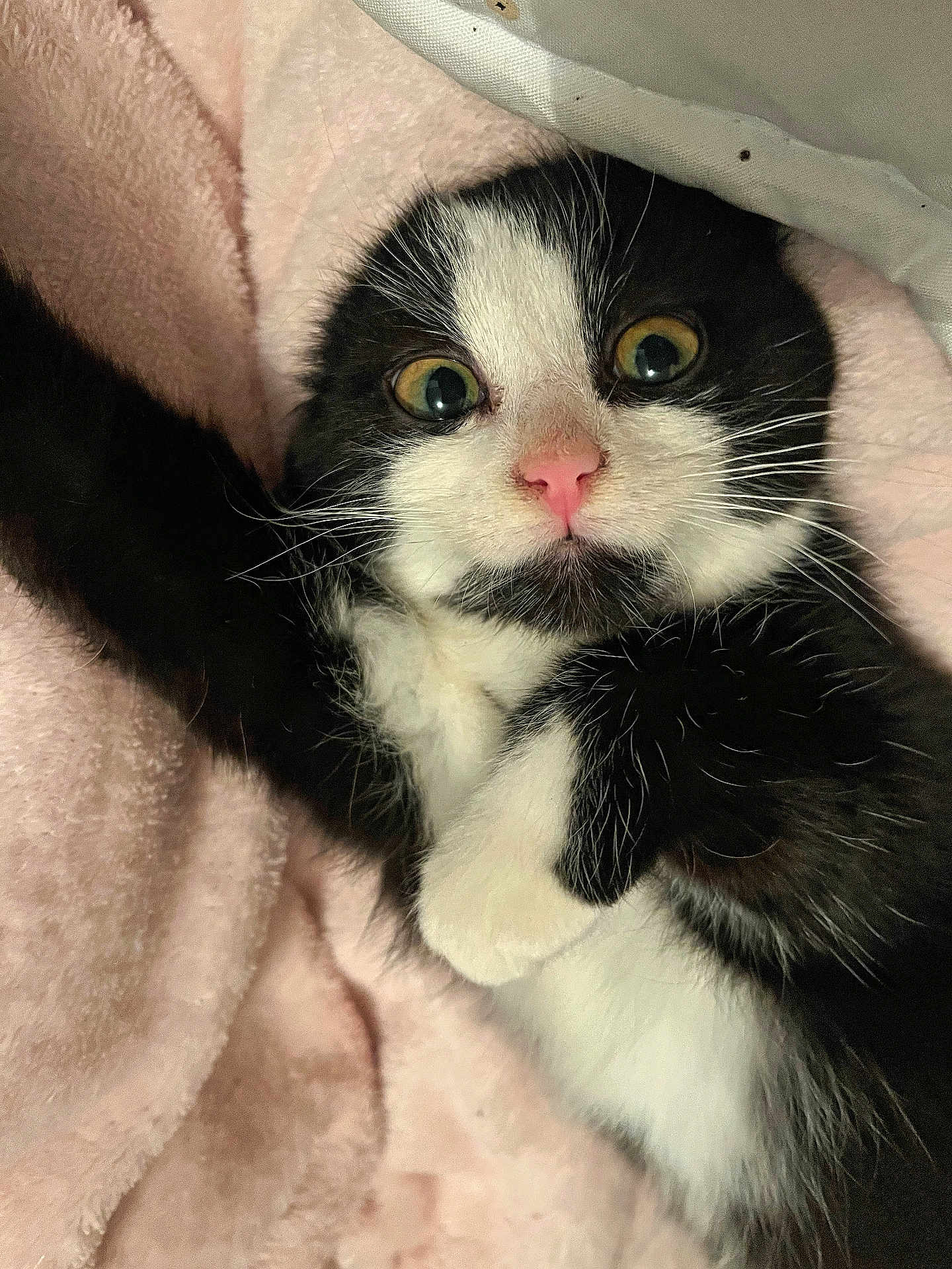 Aïna a rejoint le concours — aidez-le/la à gagner de superbes lots ! kitten, black_and_white, cat, pet, animal, feline, cute, wide_eyes, pink_nose, fur, whiskers, soft_blanket, indoor, close_up, resting, paw, lying_down, young_animal, adorable, cozy