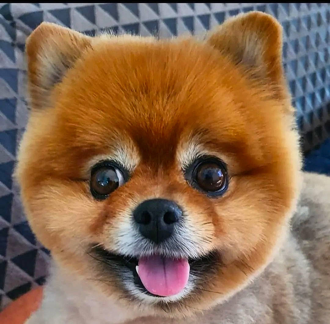 Lilly a rejoint le concours — aidez-le/la à gagner de superbes lots ! ancient_dog_breeds, canidae, carnivore, companion_dog, dog, dog_breed, dog_supply, fawn, fur, liver, non_sporting_group, photography, puppy, snout, sporting_group, terrestrial_animal, toy_dog, whiskers, working_animal