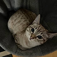 Mabel is registered to the contest to win money with this photo: cat, pet, feline, animal, cute, resting, indoor, cozy, fur, whiskers, ears, eyes, tabby, striped, soft, blanket, bed, relaxed, looking_up, domestic